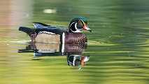 Wood Ducks  Wood Ducks : Wood Ducks