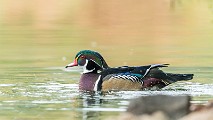 Wood Ducks  Wood Ducks : Wood Ducks