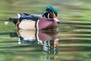 Wood Ducks  Wood Ducks : Wood Ducks