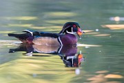 Wood Ducks  Wood Ducks : Wood Ducks