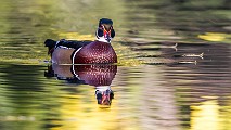 Wood Ducks  Wood Ducks : Wood Ducks
