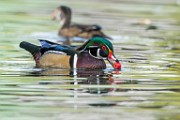 Wood Ducks  Wood Ducks : Wood Ducks