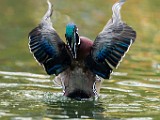 Wood Ducks  Wood Ducks : Wood Ducks