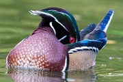 Wood Ducks  Wood Ducks : Wood Ducks