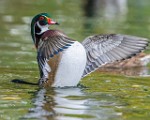Wood Ducks  Wood Ducks : Wood Ducks