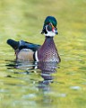 Wood Ducks  Wood Ducks : Wood Ducks