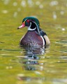 Wood Ducks  Wood Ducks : Wood Ducks