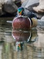 Wood Ducks  Wood Ducks : Wood Ducks