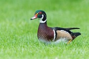 Wood Ducks  Wood Ducks : Wood Ducks