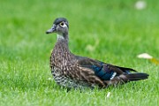 Wood Ducks  Wood Ducks : Wood Ducks