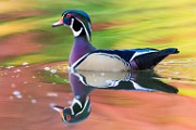 Wood Ducks, Fall 2020