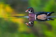 Wood Ducks  Wood Ducks : Wood Ducks