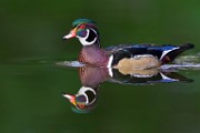 Wood Ducks  Wood Ducks : Wood Ducks
