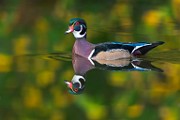 Wood Ducks  Wood Ducks : Wood Ducks