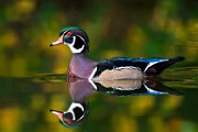 Wood Ducks  Wood Ducks : Wood Ducks