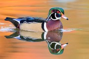 Wood Ducks  Wood Ducks : Wood Ducks