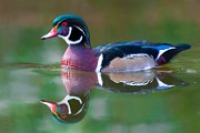 Wood Ducks  Wood Ducks : Wood Ducks
