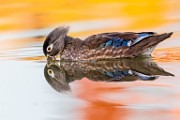 Wood Ducks  Wood Ducks : Wood Ducks