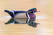 Wood Ducks  Wood Ducks : Wood Ducks