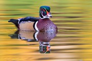Wood Ducks  Wood Ducks : Wood Ducks