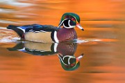 Wood Ducks  Wood Ducks : Wood Ducks