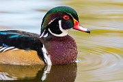 Wood Ducks  Wood Ducks : Wood Ducks