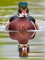 Wood Ducks  Wood Ducks : Wood Ducks