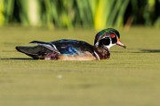 Wood Ducks  Wood Ducks : Wood Ducks