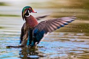 Wood Ducks  Wood Ducks : Wood Ducks