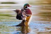 Wood Ducks  Wood Ducks : Wood Ducks