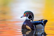 Wood Ducks, Fall 2022
