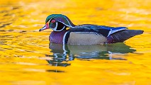 Wood Ducks 2022  Wood Ducks : Wood Ducks