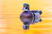 Wood Ducks 2022  Wood Ducks : Wood Ducks