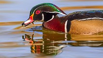 Wood Ducks 2022  Wood Ducks : Wood Ducks