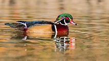 Wood Ducks 2022  Wood Ducks : Wood Ducks
