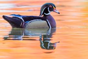 Wood Ducks 2022  Wood Ducks : Wood Ducks
