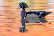 Wood Ducks 2022  Wood Ducks : Wood Ducks