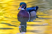 Wood Ducks 2022  Wood Ducks : Wood Ducks