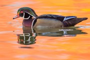 Wood Ducks 2022  Wood Ducks : Wood Ducks