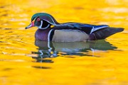 Wood Ducks 2022  Wood Ducks : Wood Ducks