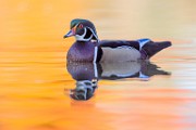 Wood Ducks 2022  Wood Ducks : Wood Ducks