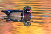 Wood Ducks 2022  Wood Ducks : Wood Ducks