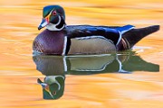Wood Ducks 2022  Wood Ducks : Wood Ducks