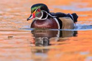 Wood Ducks 2022  Wood Ducks : Wood Ducks
