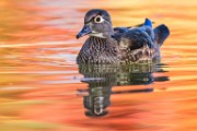 Wood Ducks 2022  Wood Ducks : Wood Ducks