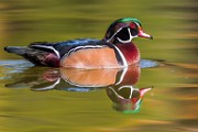 Wood Ducks 2022  Wood Ducks : Wood Ducks