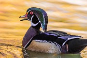 Wood Ducks 2022  Wood Ducks : Wood Ducks