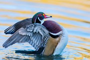 Wood Ducks, Oct 2019