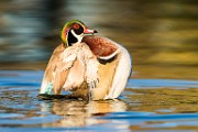Wood Duck  Wood Duck : Wood Duck