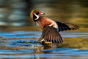 Wood Duck  Wood Duck : Wood Duck